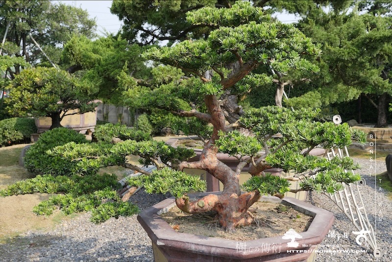 img 1272 1 [晶鑽羅漢松]等待，是為了下一次的蛻變(122) 蛻變專題(The plan)