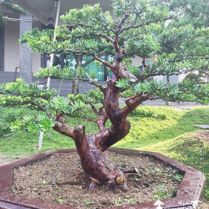 img 1274 1 [晶鑽羅漢松]等待，是為了下一次的蛻變(75) 盆栽(Bonsai)