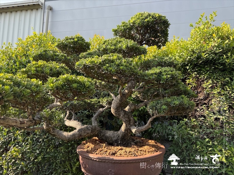 img 1276 1 [晶鑽羅漢松]等待，是為了下一次的蛻變(123) 盆栽(Bonsai)
