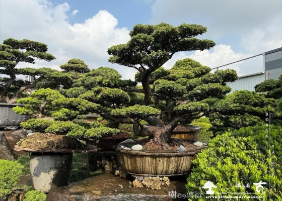 img 1322 1 [晶鑽羅漢松]等待，是為了下一次的蛻變(122) 羅漢松(Podocarpus costalis)