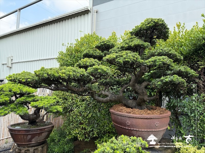 img 1323 1 [晶鑽羅漢松]等待，是為了下一次的蛻變(123) 盆栽(Bonsai)