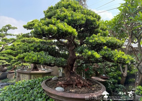 img 1331 1 [羅漢松]等待，是為了下一次的蛻變(14) 等待，是為了下一次的蛻變