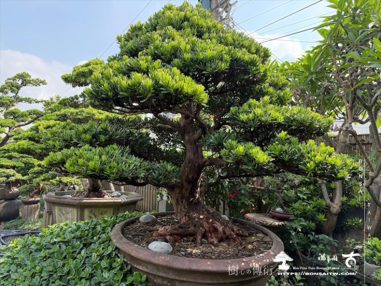 img 1331 1 [羅漢松]等待，是為了下一次的蛻變(14) 蛻變專題(The plan)