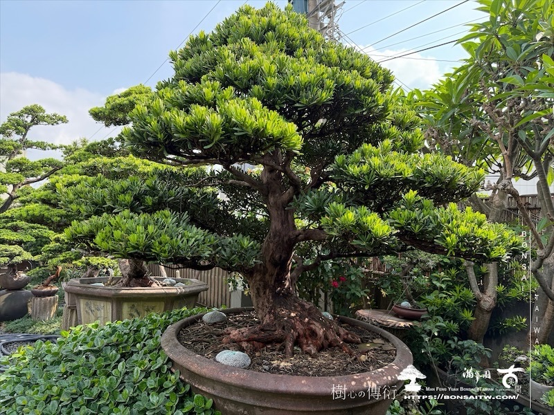 img 1331 1 [羅漢松]等待，是為了下一次的蛻變(14) 蛻變專題(The plan)