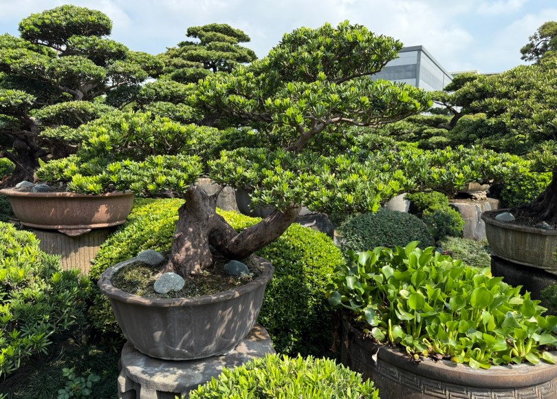 img 1333 [晶鑽羅漢松]等待，是為了下一次的蛻變(85) 盆栽(Bonsai)