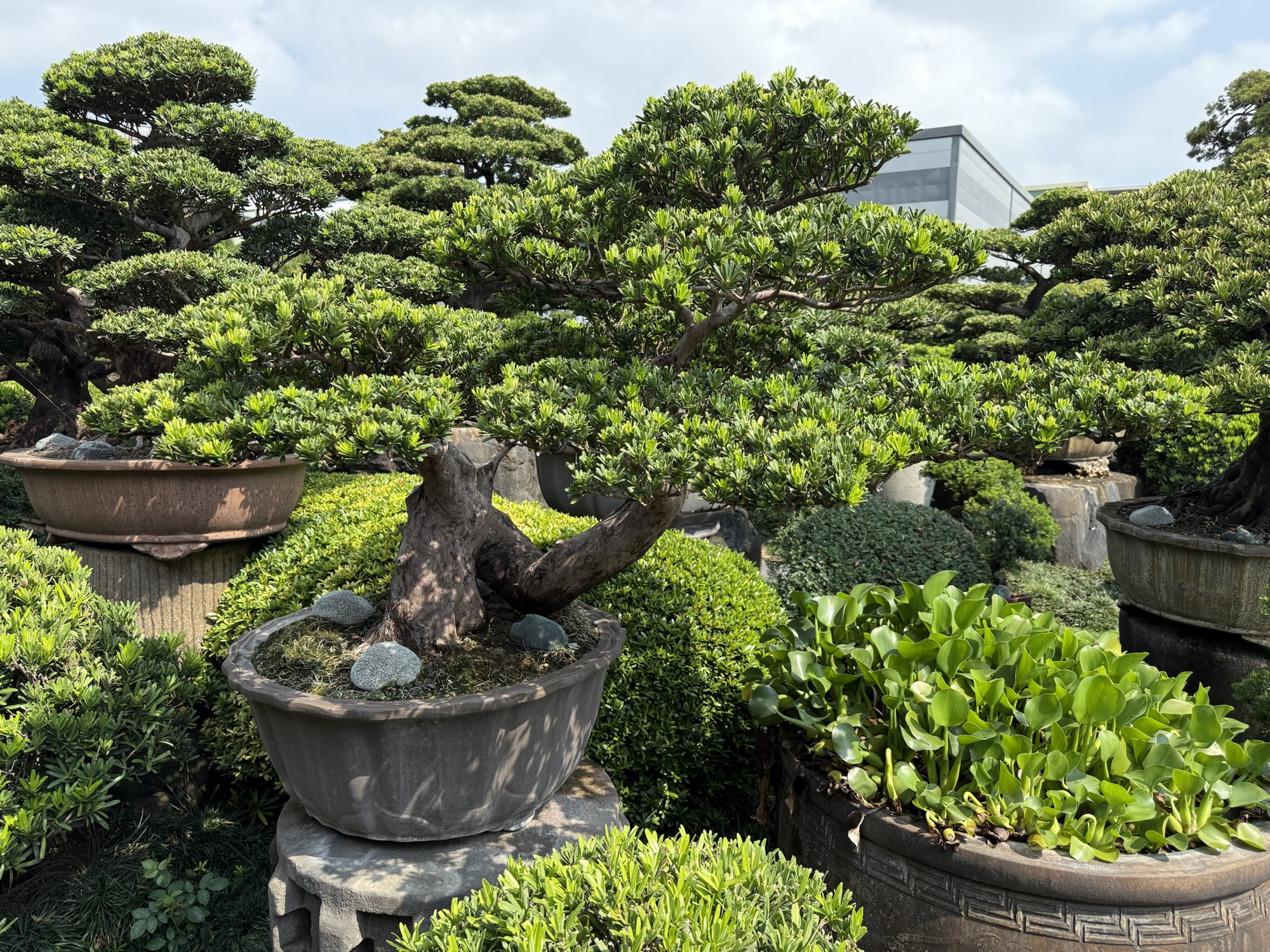 img 1333 [晶鑽羅漢松]等待，是為了下一次的蛻變(85) 盆栽(Bonsai)