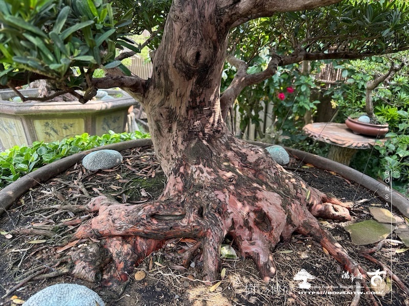 img 1339 1 [羅漢松]等待，是為了下一次的蛻變(14) 蛻變專題(The plan)