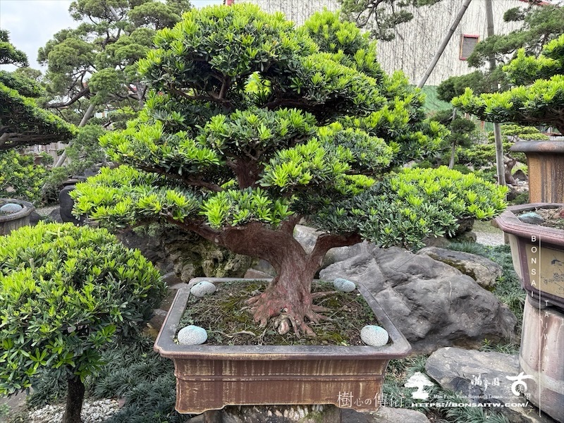 img 1352 1 [羅漢松]等待，是為了下一次的蛻變(118) 盆栽(Bonsai)