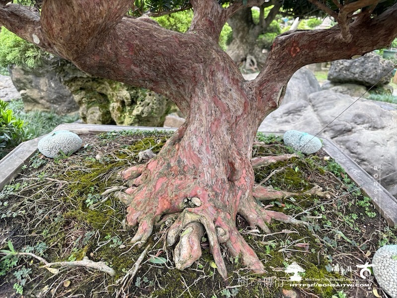 img 1353 1 [羅漢松]等待，是為了下一次的蛻變(118) 盆栽(Bonsai)