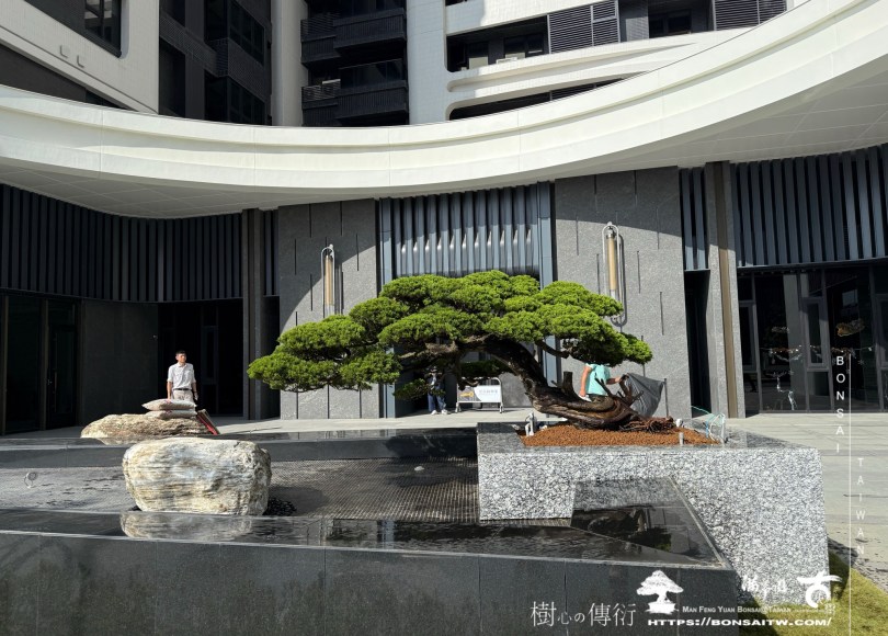 img 9364 1 [ 客戶服務]景觀施工-案1210 大型庭園樹專區(Garden Tree)