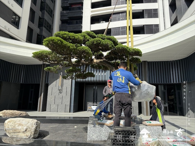 img 9374 1 [ 客戶服務]景觀施工-案1210 大型庭園樹專區(Garden Tree)