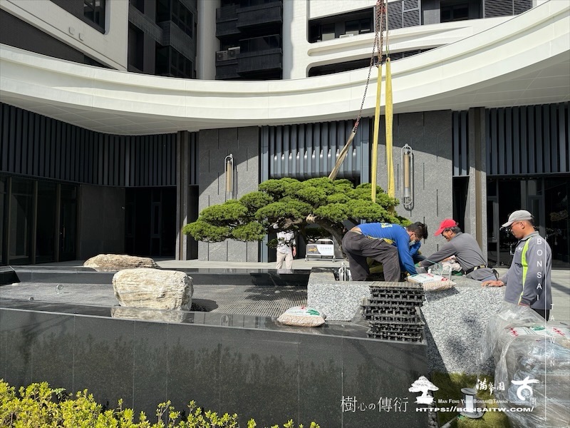 img 9375 1 [ 客戶服務]景觀施工-案1210 大型庭園樹專區(Garden Tree)