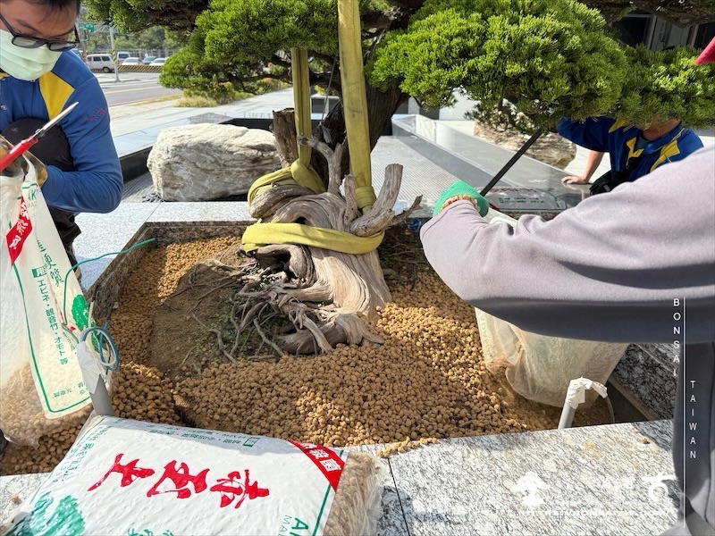 img 9376 1 [ 客戶服務]景觀施工-案1210 大型庭園樹專區(Garden Tree)