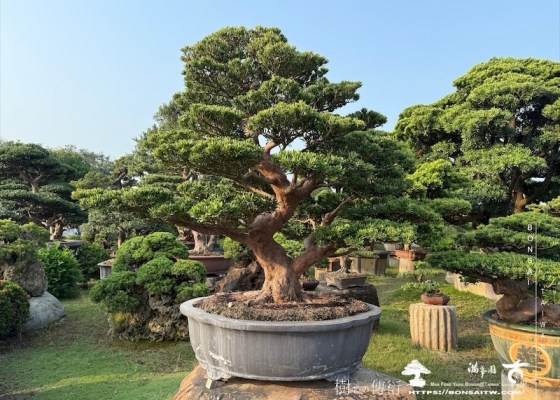 img 9600 1 [晶鑽羅漢松]等待，是為了下一次的蛻變(55) 盆栽(Bonsai)