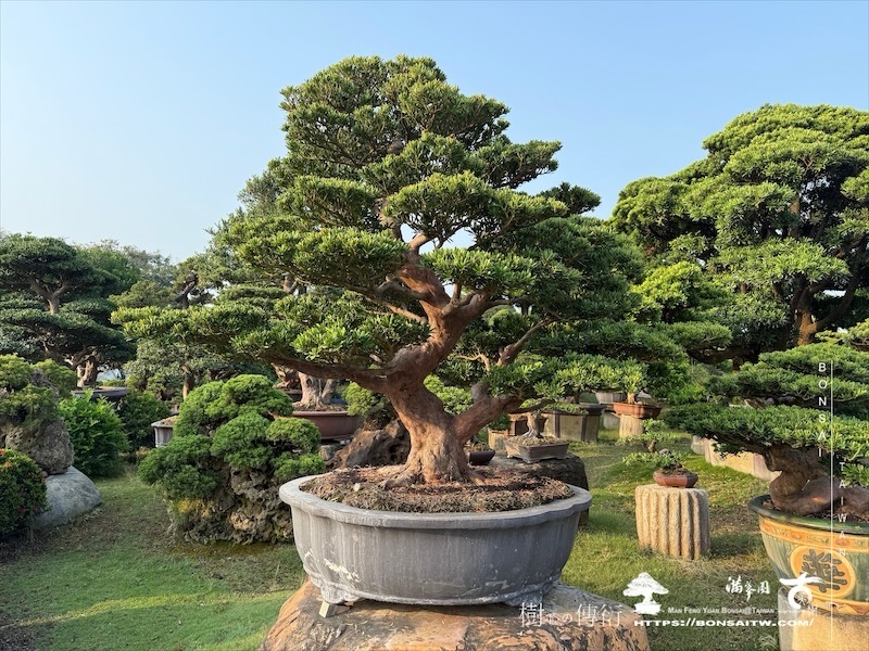img 9600 1 [晶鑽羅漢松]等待，是為了下一次的蛻變(55) 盆栽(Bonsai)