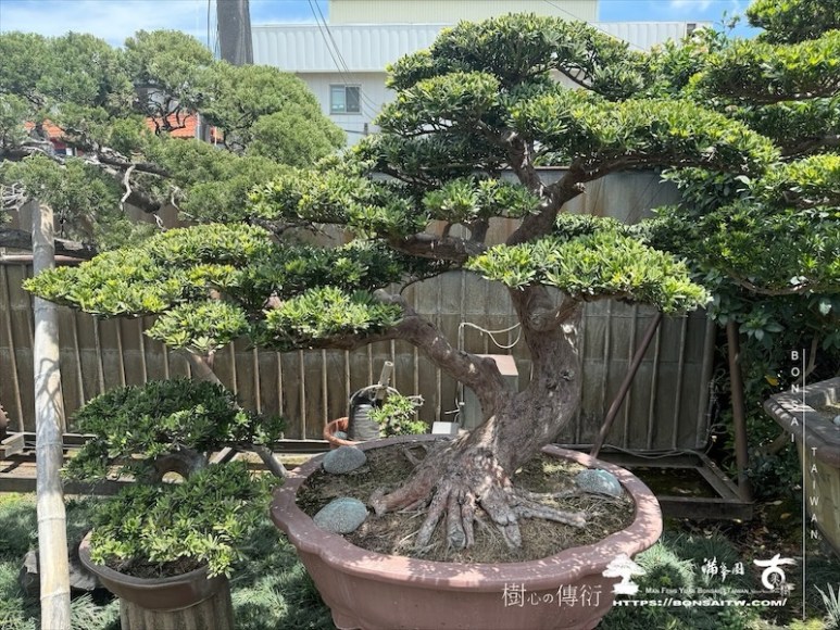 img 9663 1 [晶鑽羅漢松]等待，是為了下一次的蛻變(81) 盆栽(Bonsai)