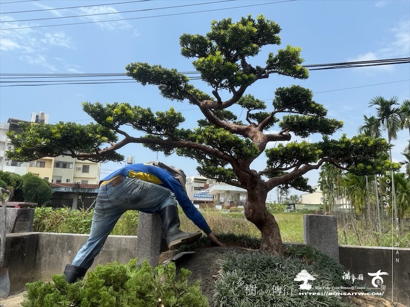 img 9941 1 [ 客戶服務]景觀施工-案0419 客戶案例