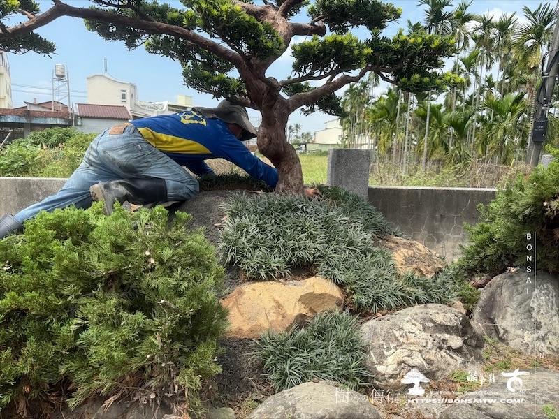 img 9942 1 [ 客戶服務]景觀施工-案0419 客戶案例