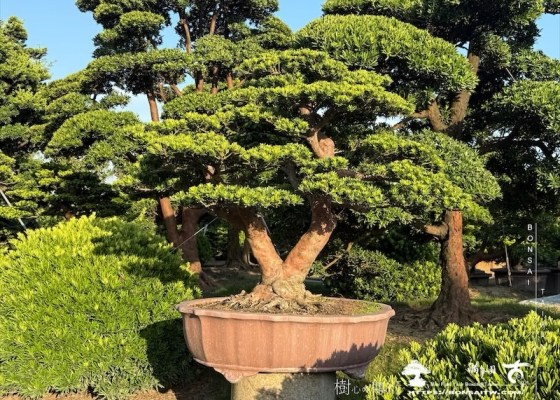 img 9958 1 [晶鑽羅漢松]等待，是為了下一次的蛻變(98) 素材(Material)