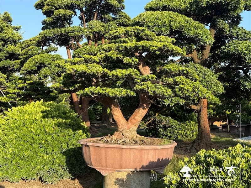 img 9958 1 [晶鑽羅漢松]等待，是為了下一次的蛻變(98) 盆栽(Bonsai)