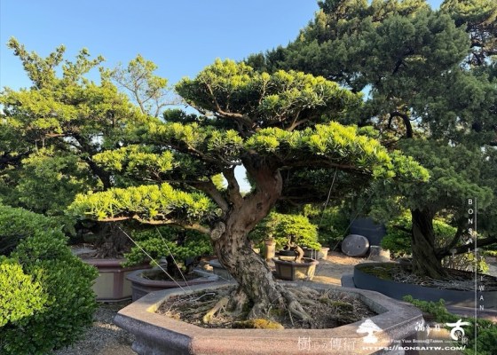 img 9960 1 [晶鑽羅漢松]等待，是為了下一次的蛻變(105) 蛻變專題(The plan)