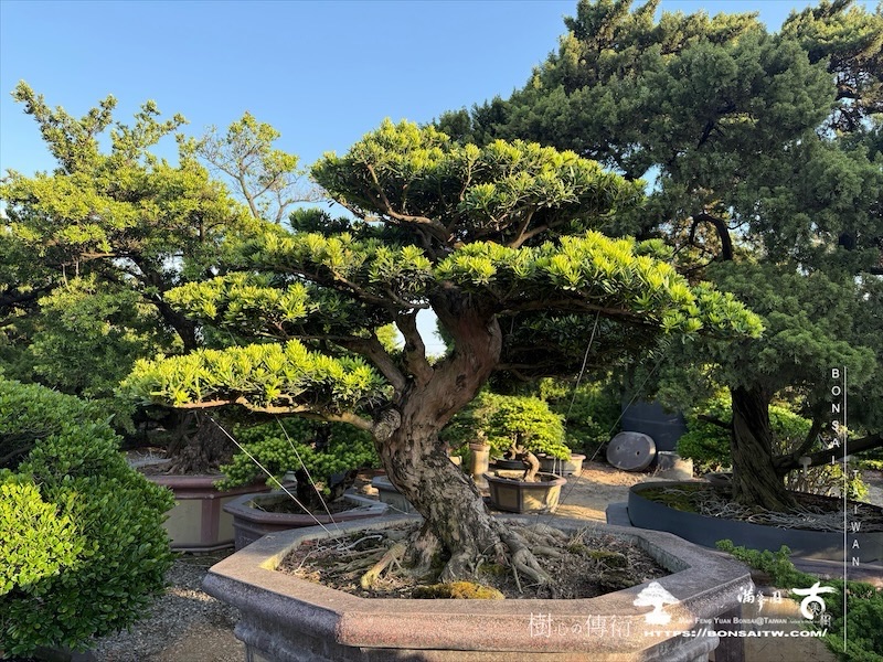 img 9960 1 [晶鑽羅漢松]等待，是為了下一次的蛻變(105) 盆栽(Bonsai)