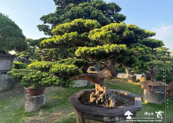 img 9962 1 [晶鑽羅漢松]等待，是為了下一次的蛻變(83) 等待，是為了下一次的蛻變