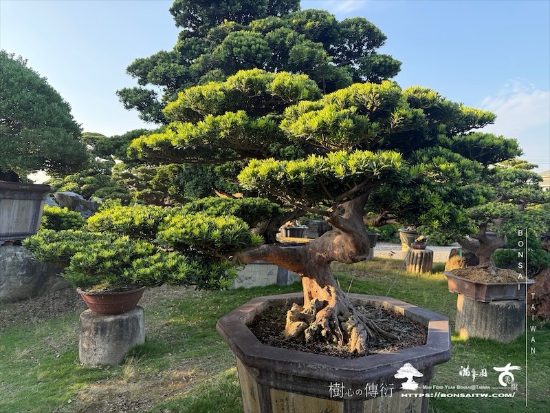 img 9962 1 [晶鑽羅漢松]等待，是為了下一次的蛻變(83) 蛻變專題(The plan)