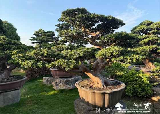 img 9963 1 [晶鑽羅漢松]等待，是為了下一次的蛻變(65) 等待，是為了下一次的蛻變