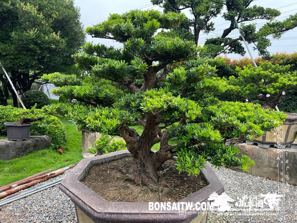 img 1867 1 [晶鑽羅漢松]等待，是為了下一次的蛻變(128) 盆栽(Bonsai)