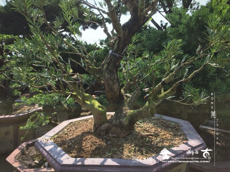 img 1872 1 [晶鑽羅漢松]等待，是為了下一次的蛻變(126) 盆栽(Bonsai)