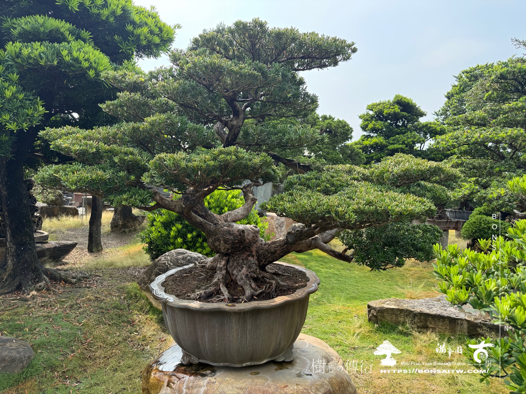 img 1884 1 [晶鑽羅漢松]等待，是為了下一次的蛻變(66) 盆栽(Bonsai)