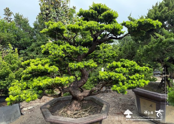 img 1885 1 [晶鑽羅漢松]等待，是為了下一次的蛻變(125) 素材(Material)