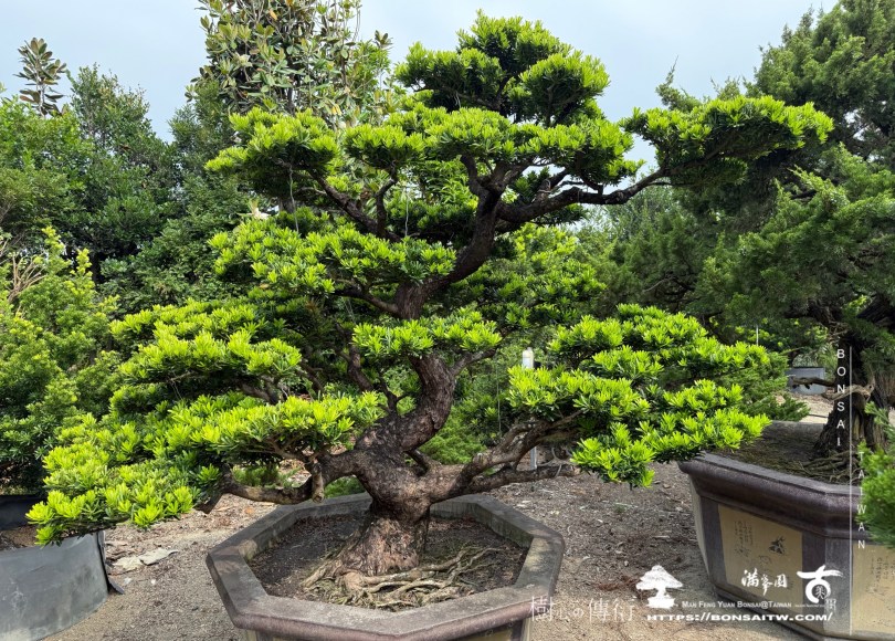 img 1885 1 [晶鑽羅漢松]等待，是為了下一次的蛻變(125) 蛻變專題(The plan)