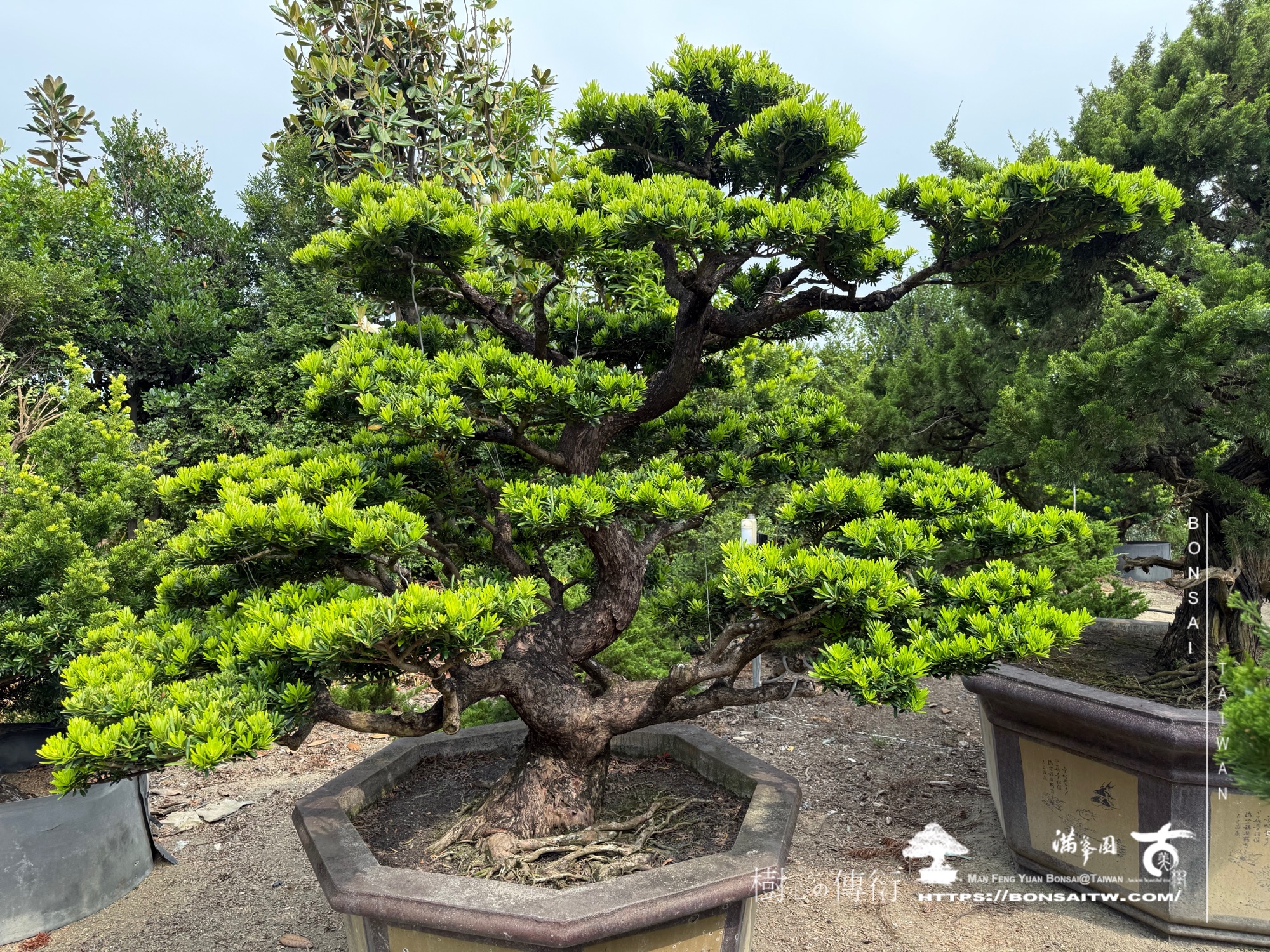 img 1885 1 [晶鑽羅漢松]等待，是為了下一次的蛻變(125) 蛻變專題(The plan)