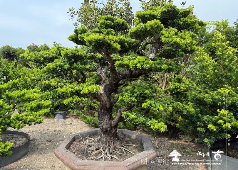 img 1886 1 [晶鑽羅漢松]等待，是為了下一次的蛻變(124) 蛻變專題(The plan)