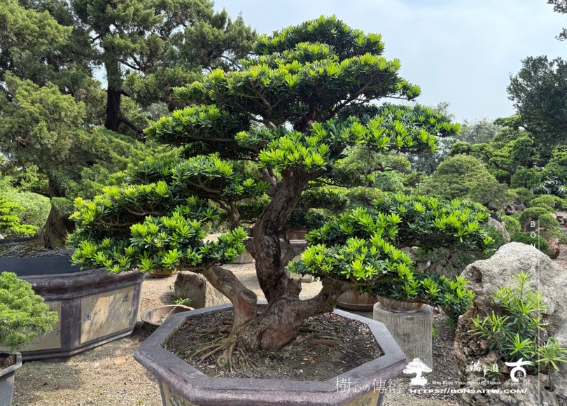 img 1888 1 [晶鑽羅漢松]等待，是為了下一次的蛻變(126) 盆栽(Bonsai)