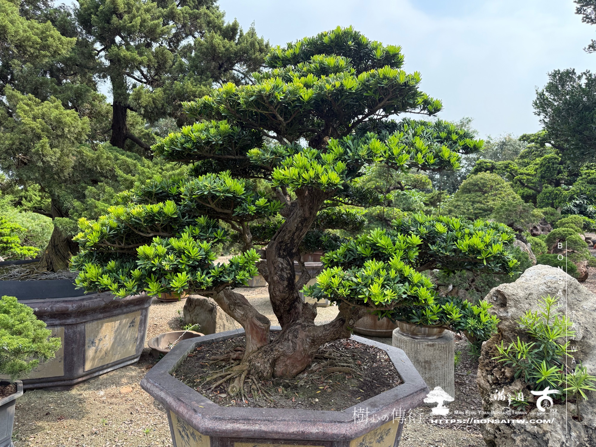 img 1888 1 [晶鑽羅漢松]等待，是為了下一次的蛻變(126) 盆栽(Bonsai)