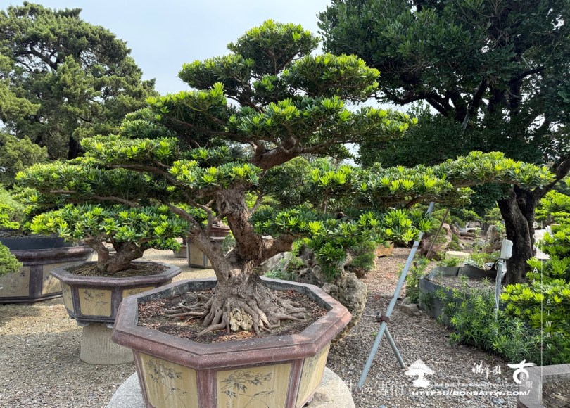img 1889 1 [晶鑽羅漢松]等待，是為了下一次的蛻變(127) 盆栽(Bonsai)