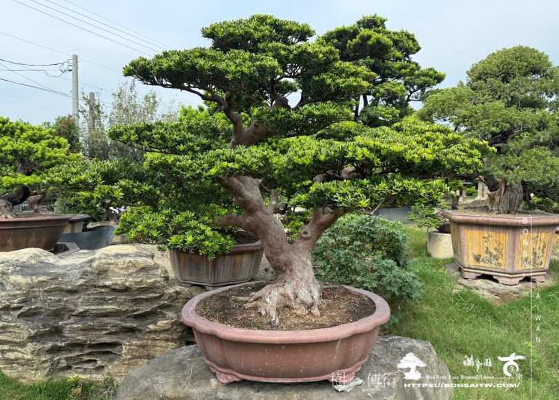 img 1892 1 [晶鑽羅漢松]等待，是為了下一次的蛻變(64) 盆栽(Bonsai)