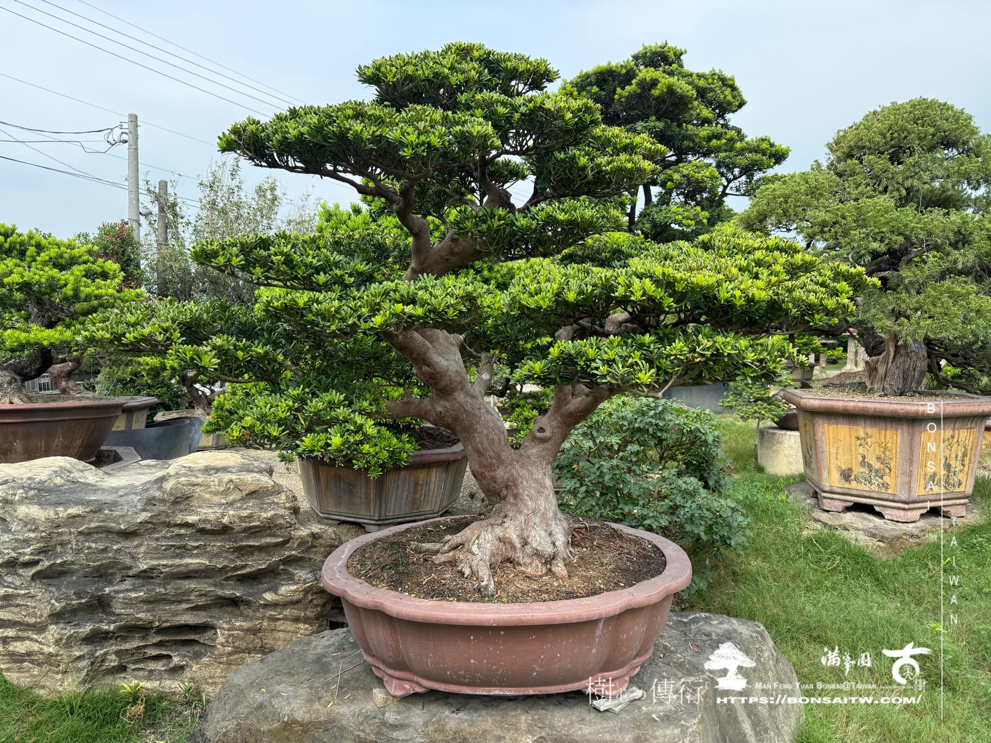 img 1892 1 [晶鑽羅漢松]等待，是為了下一次的蛻變(64) 盆栽(Bonsai)