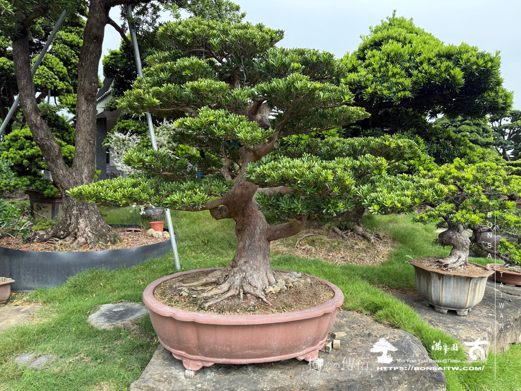 img 1893 1 [晶鑽羅漢松]等待，是為了下一次的蛻變(43) 蛻變專題(The plan)