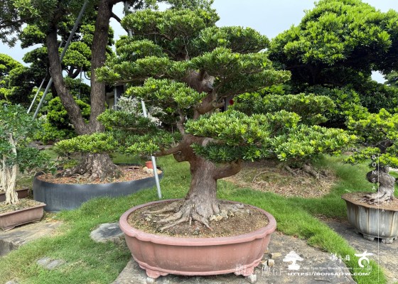 img 1894 1 [晶鑽羅漢松]等待，是為了下一次的蛻變(43) 等待，是為了下一次的蛻變