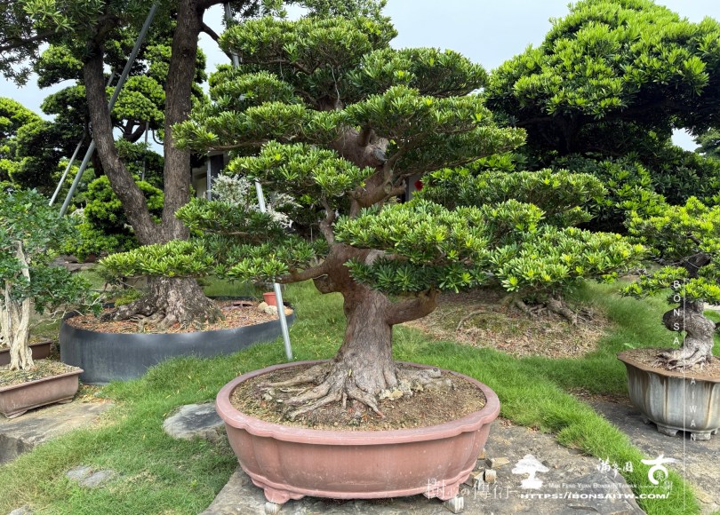 img 1894 1 [晶鑽羅漢松]等待，是為了下一次的蛻變(43) 蛻變專題(The plan)