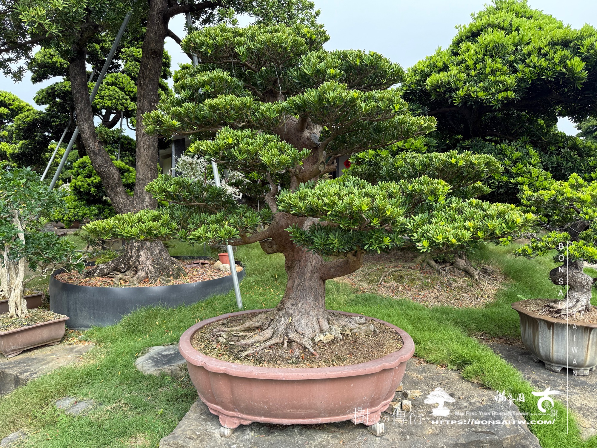 img 1894 1 [晶鑽羅漢松]等待，是為了下一次的蛻變(43) 蛻變專題(The plan)