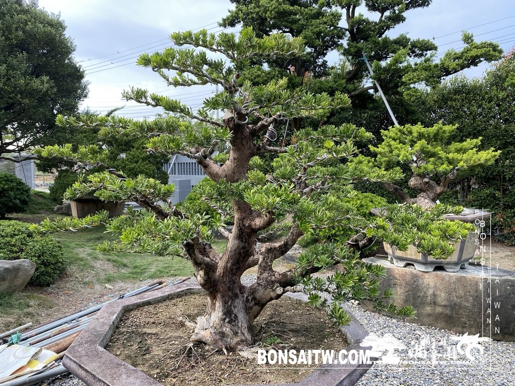 img 1897 1 [晶鑽羅漢松]等待，是為了下一次的蛻變(128) 盆栽(Bonsai)