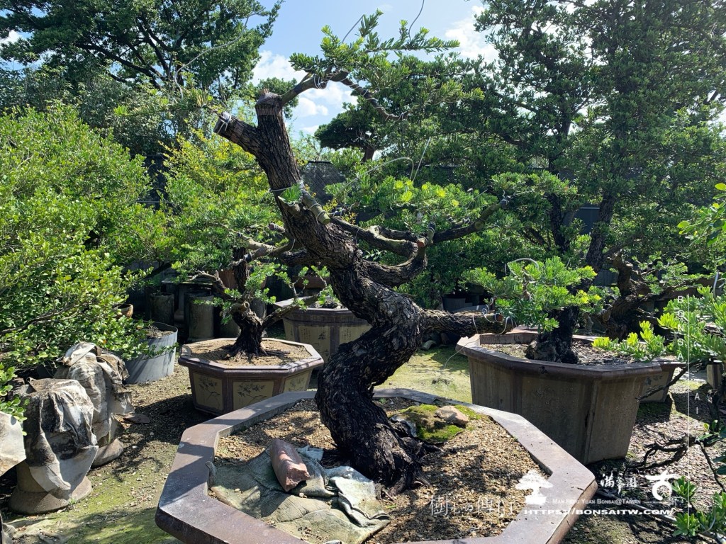 img 1899 1 [晶鑽羅漢松]等待，是為了下一次的蛻變(130) 蛻變專題(The plan)