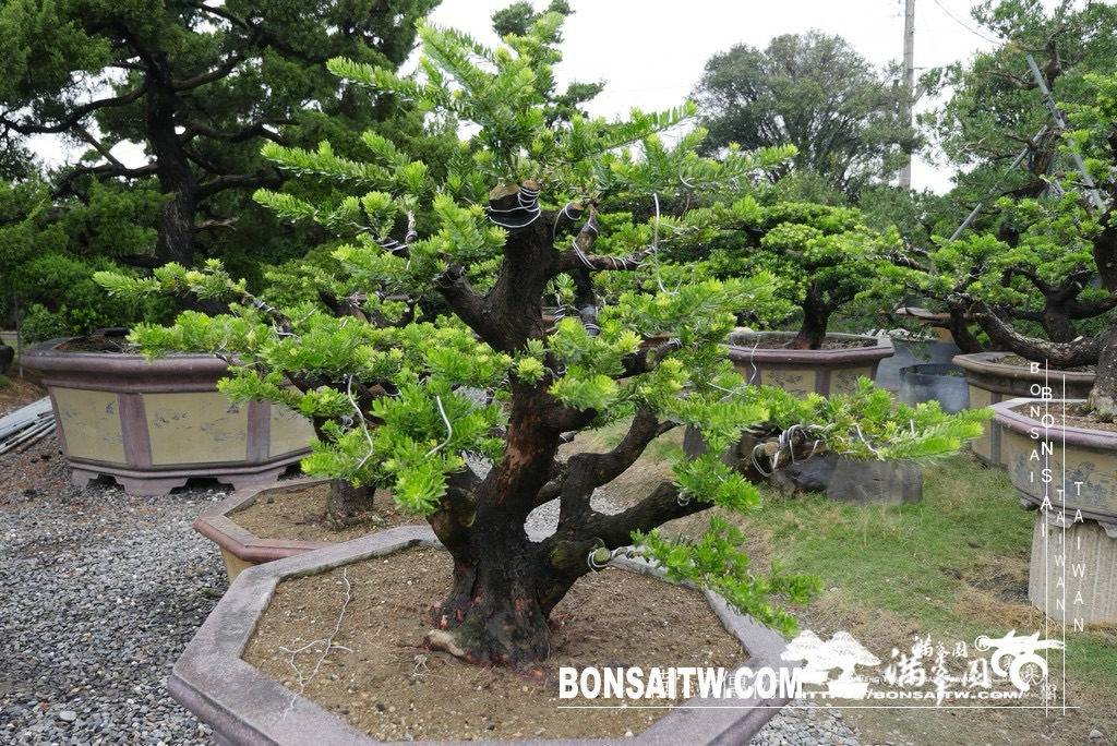 img 1901 1 [晶鑽羅漢松]等待，是為了下一次的蛻變(128) 盆栽(Bonsai)