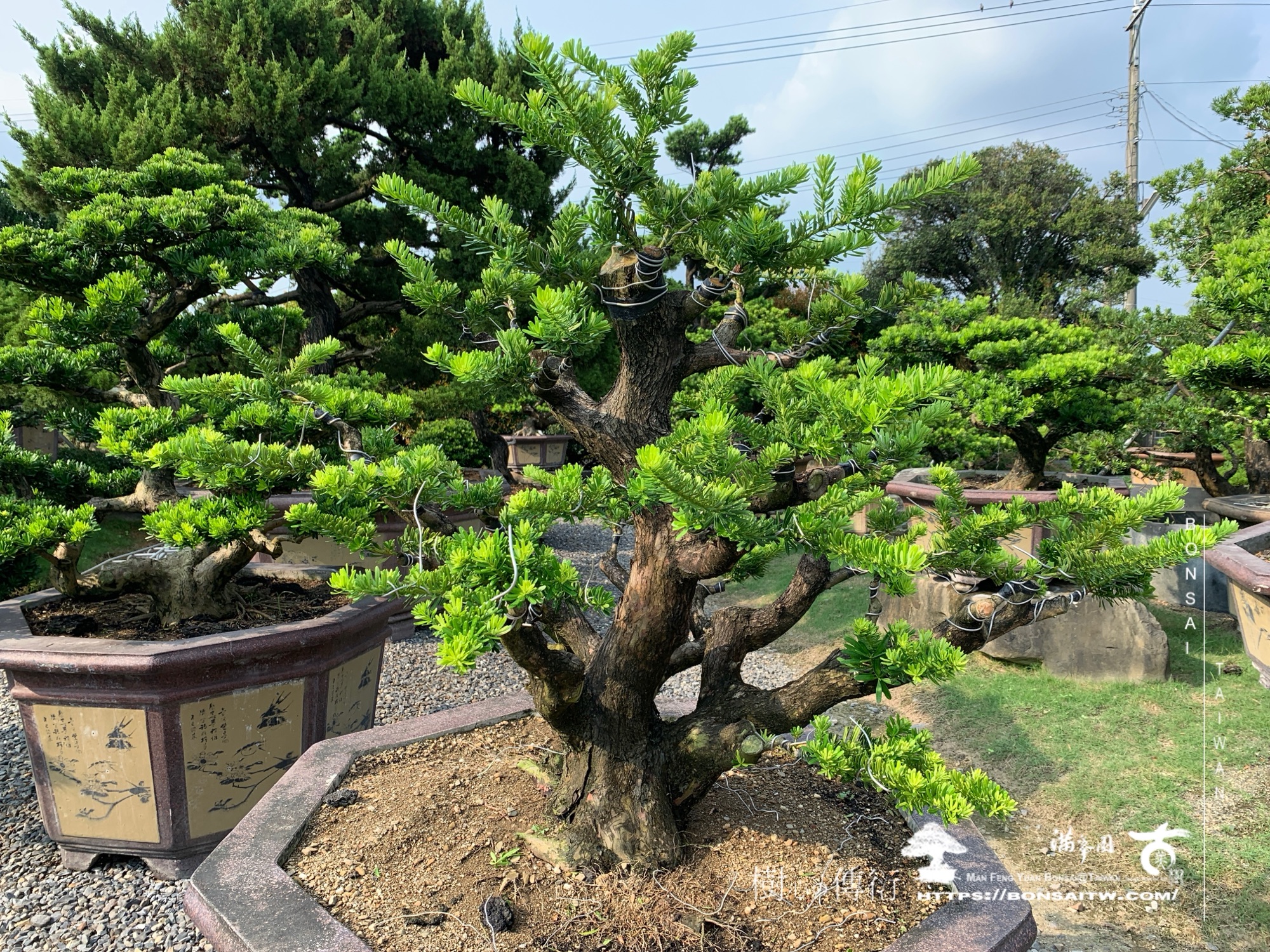img 1905 1 [晶鑽羅漢松]等待，是為了下一次的蛻變(128) 盆栽(Bonsai)