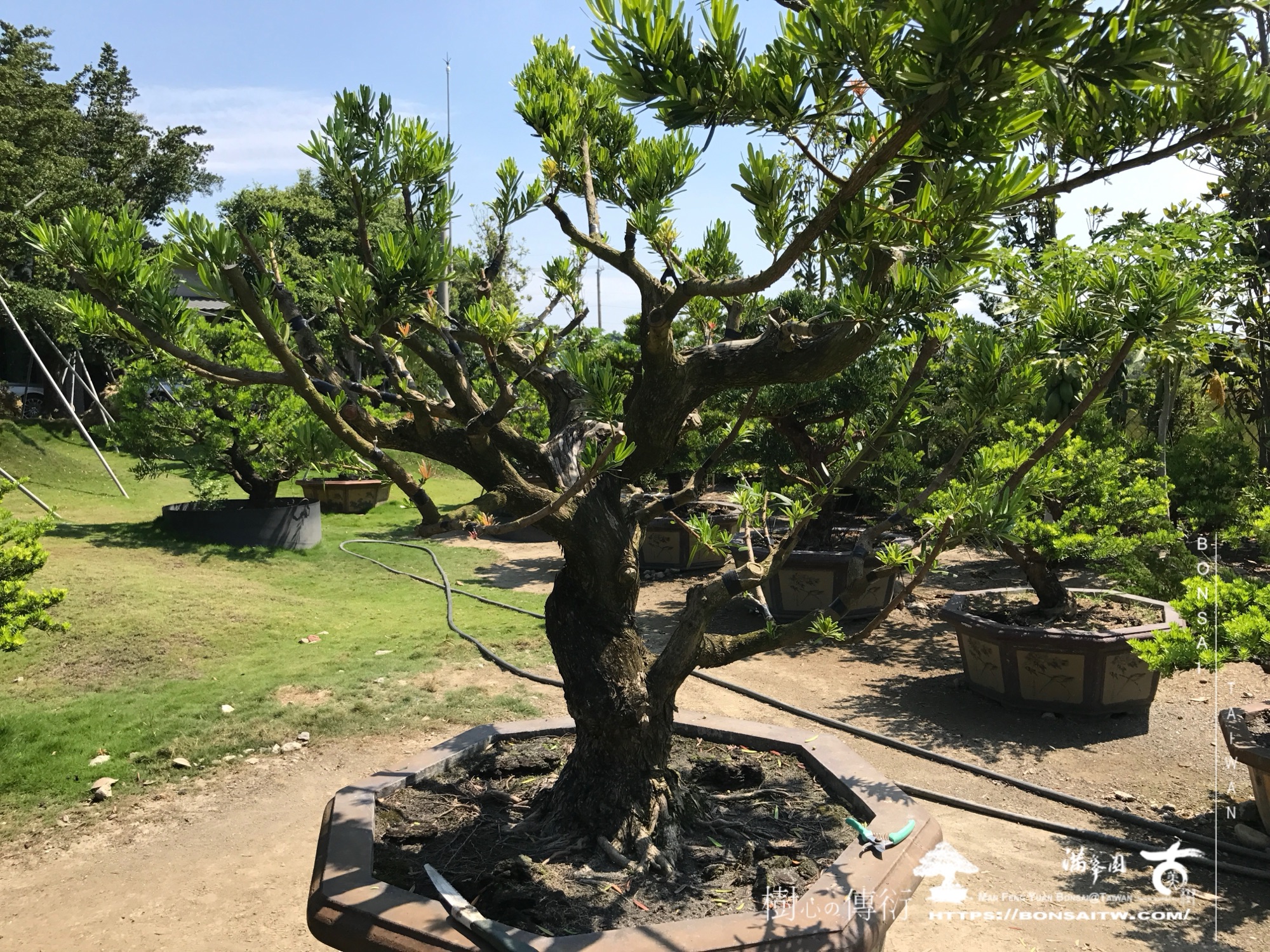 img 1914 1 [晶鑽羅漢松]等待，是為了下一次的蛻變(124) 蛻變專題(The plan)